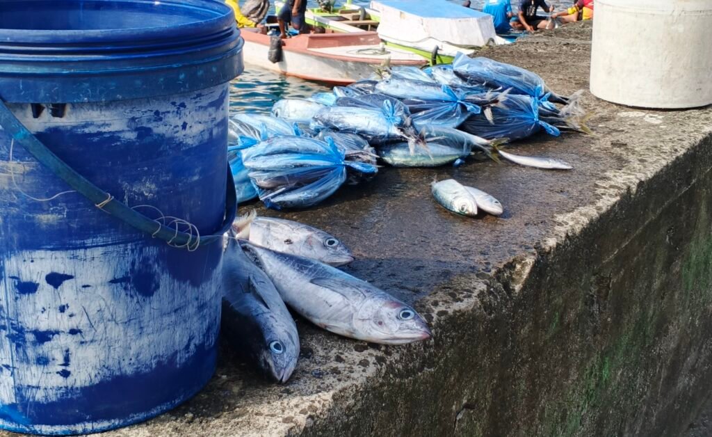 Kenapa Harga Ikan di Pasar Towo’e Tiba-Tiba Naik?