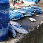 Kenapa Harga Ikan di Pasar Towo’e Tiba-Tiba Naik?