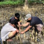 Seratus Mangrove untuk Bira: Kolaborasi Merawat Pesisir dan Kehidupan
