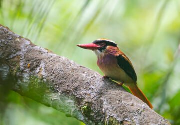 Status Burung di Indonesia 2026: Dinamika  Perubahan Spesies Burung