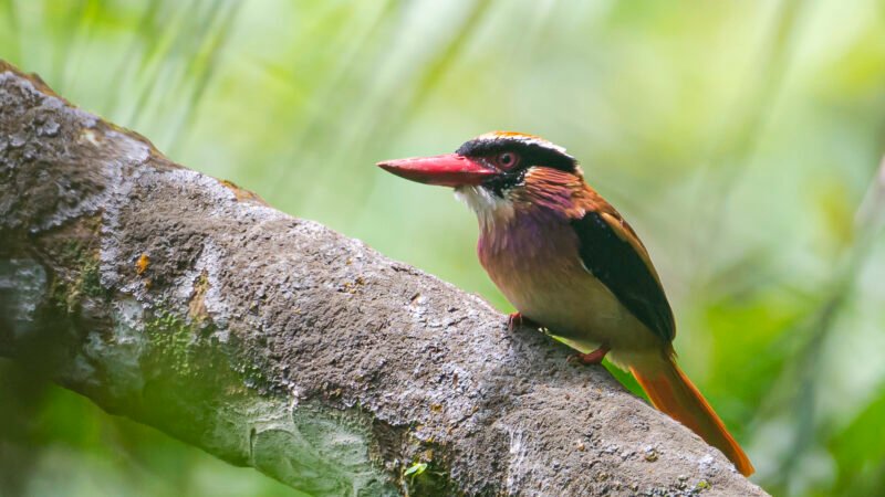 Status Burung di Indonesia 2026: Dinamika  Perubahan Spesies Burung