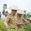 ​Bupati-Wabup Sangihe Panen-Tanam Cabai Rawit, Perkuat Ketahanan Pangan dan Tekan Inflasi