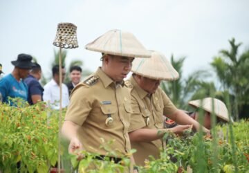​Bupati-Wabup Sangihe Panen-Tanam Cabai Rawit, Perkuat Ketahanan Pangan dan Tekan Inflasi
