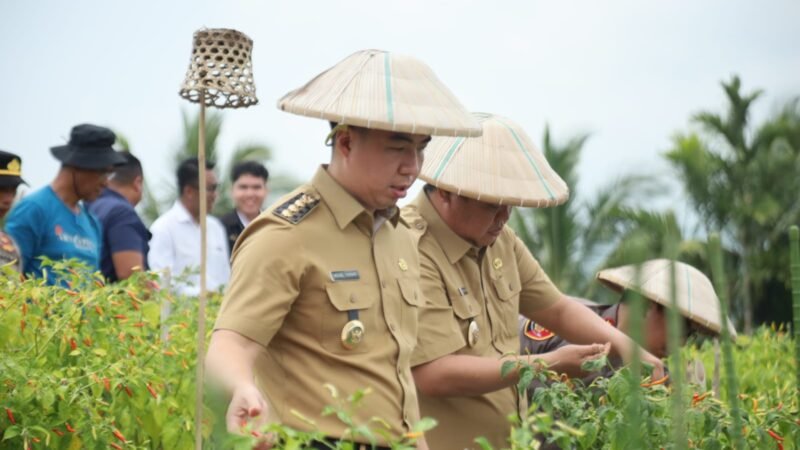 ​Bupati-Wabup Sangihe Panen-Tanam Cabai Rawit, Perkuat Ketahanan Pangan dan Tekan Inflasi