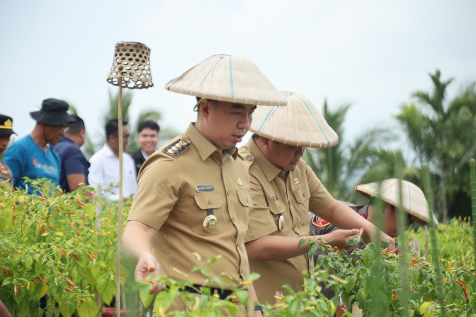 PemKab Sangihe Dukung Ketahanan Pangan dan Tekan Inflasi memalui Panen serta Tanam Cabai Rawit di Lenganeng.